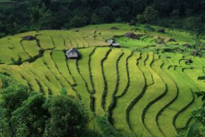 Grüne Reisterrassen mit traditionellen Hütten in Vietnam – Symbolbild für Vietnam auswandern